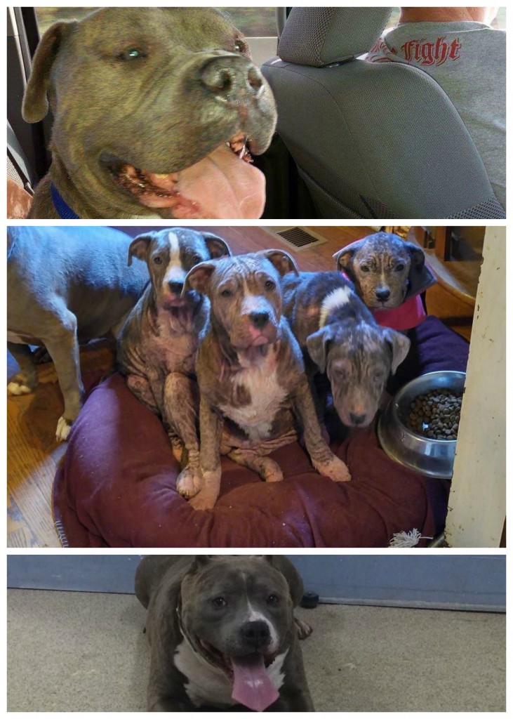 FFTB's helped pups with mange, Zeus with allergies, and Alex with eye surgery.